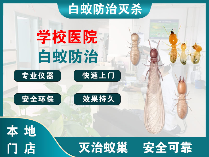 天台学校医院白蚁防治