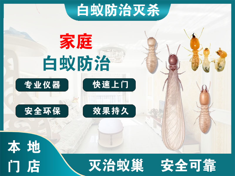 天台家庭白蚁防治