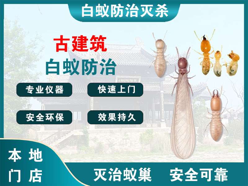 天台古建筑白蚁防治