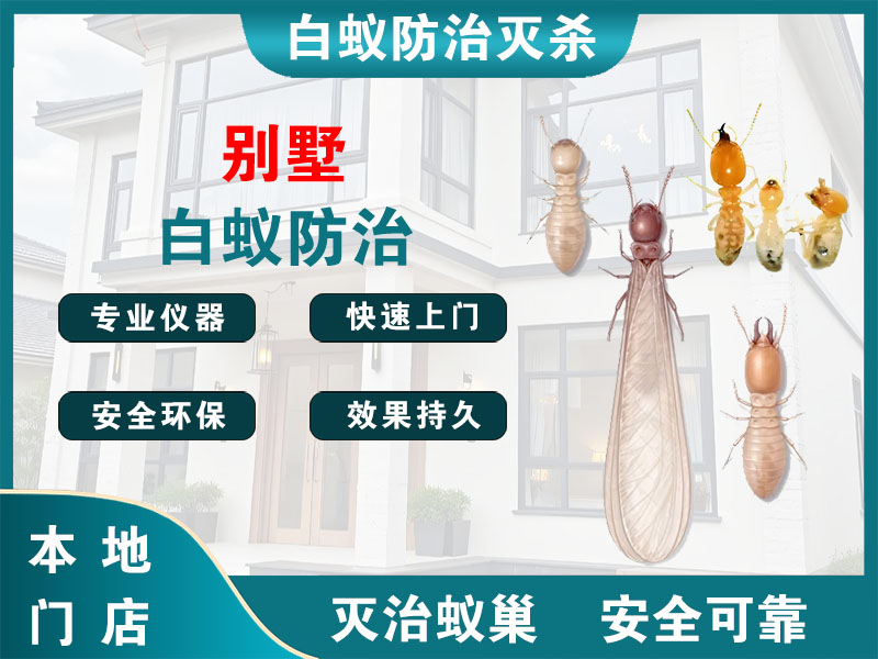 天台别墅白蚁防治