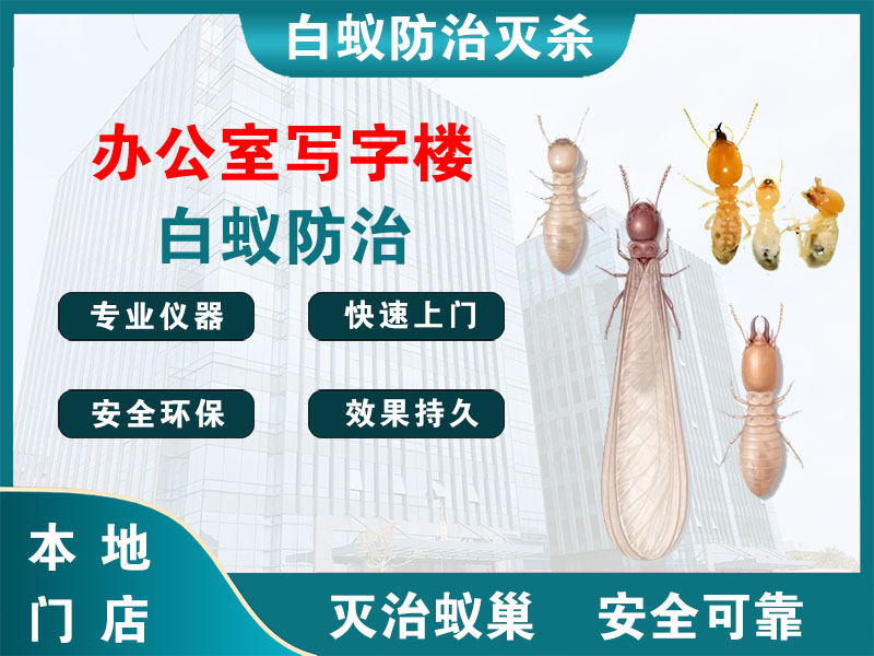 天台办公室写字楼白蚁防治