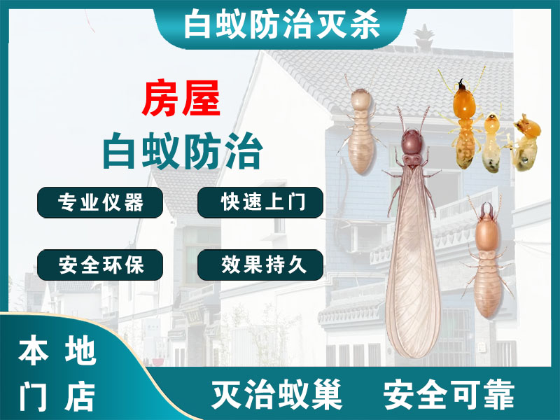 天台房屋白蚁防治